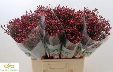 Limonium sin. Scarlet Diamond - 5 Stiele